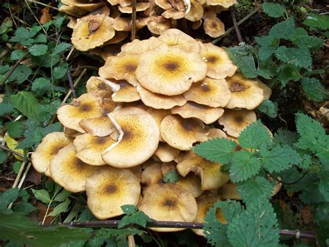 Fungus .